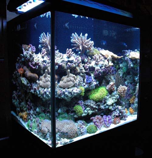 Let's see your 30 gallon oceanic cube's Reef Central Online Community